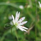 Tiny, white flower