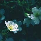 tiny white summer flower in the rain