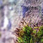 Tiny World VII