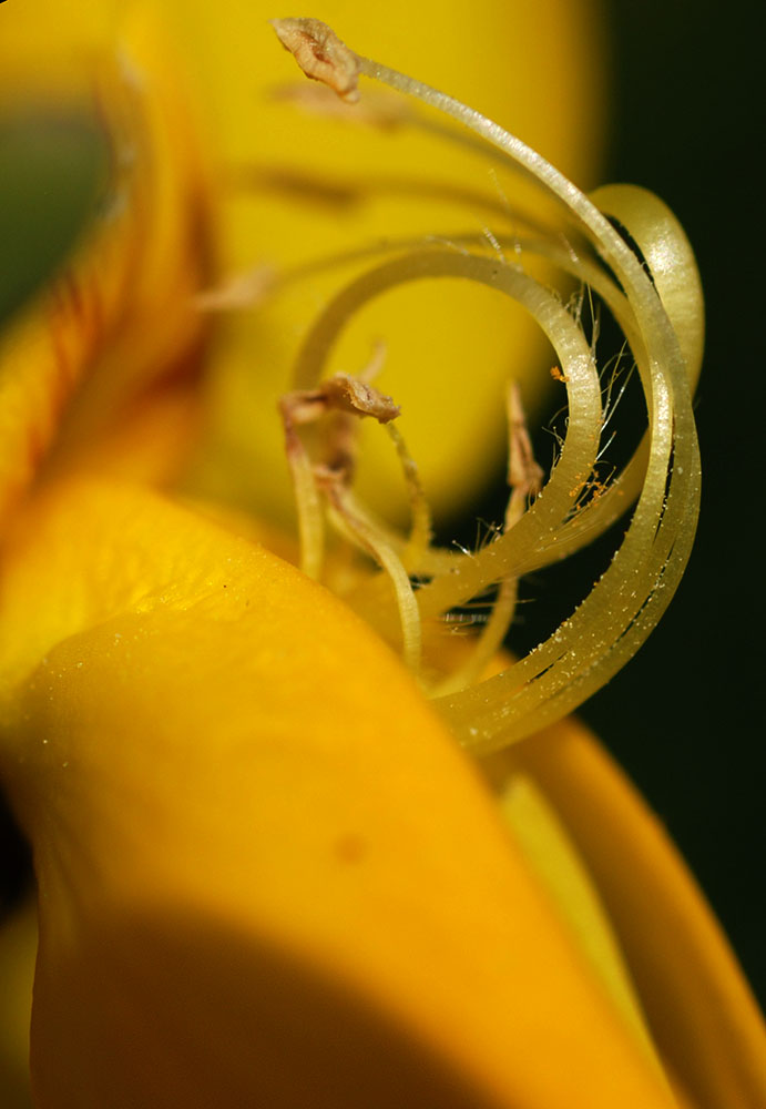 tiny yellow flower