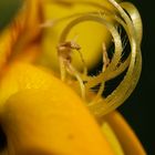 tiny yellow flower