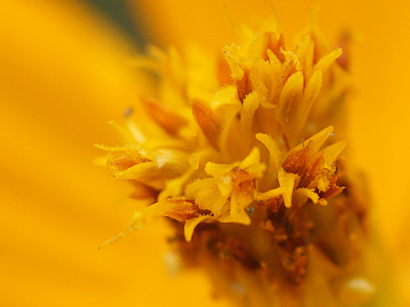 Tiny Yellow flower in macro