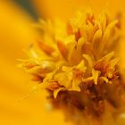 Tiny Yellow flower in macro