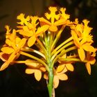 Tiny Yellow Orchids