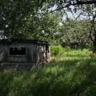 Tinyhouse unter Kirschbäumen