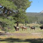 Tioga Pass