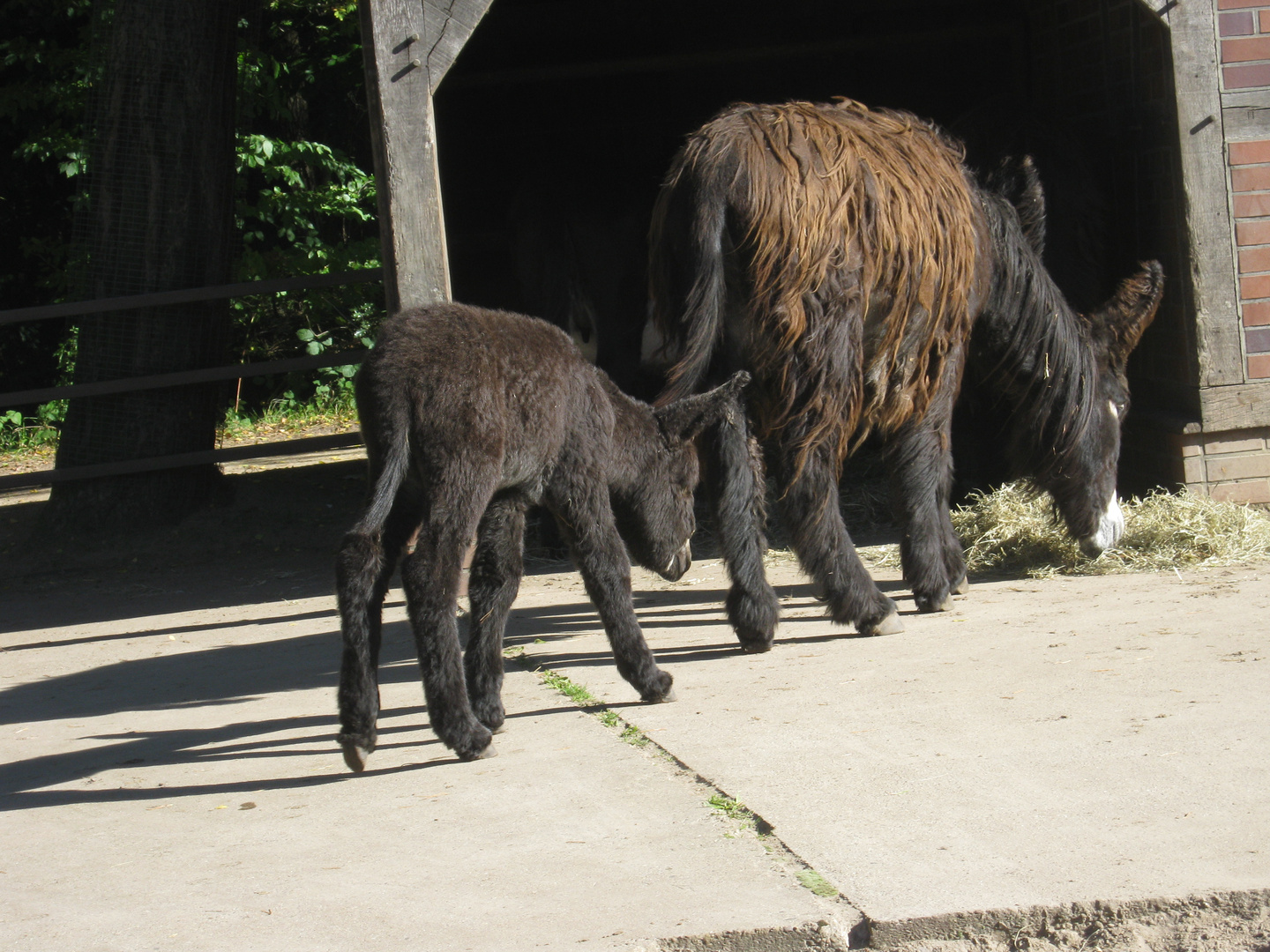 Tiouesel warte Mama, im Wildpark