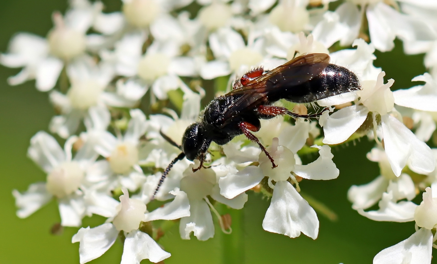 Tiphia femorata,gemeine Rollwespe