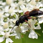 Tiphia femorata,gemeine Rollwespe