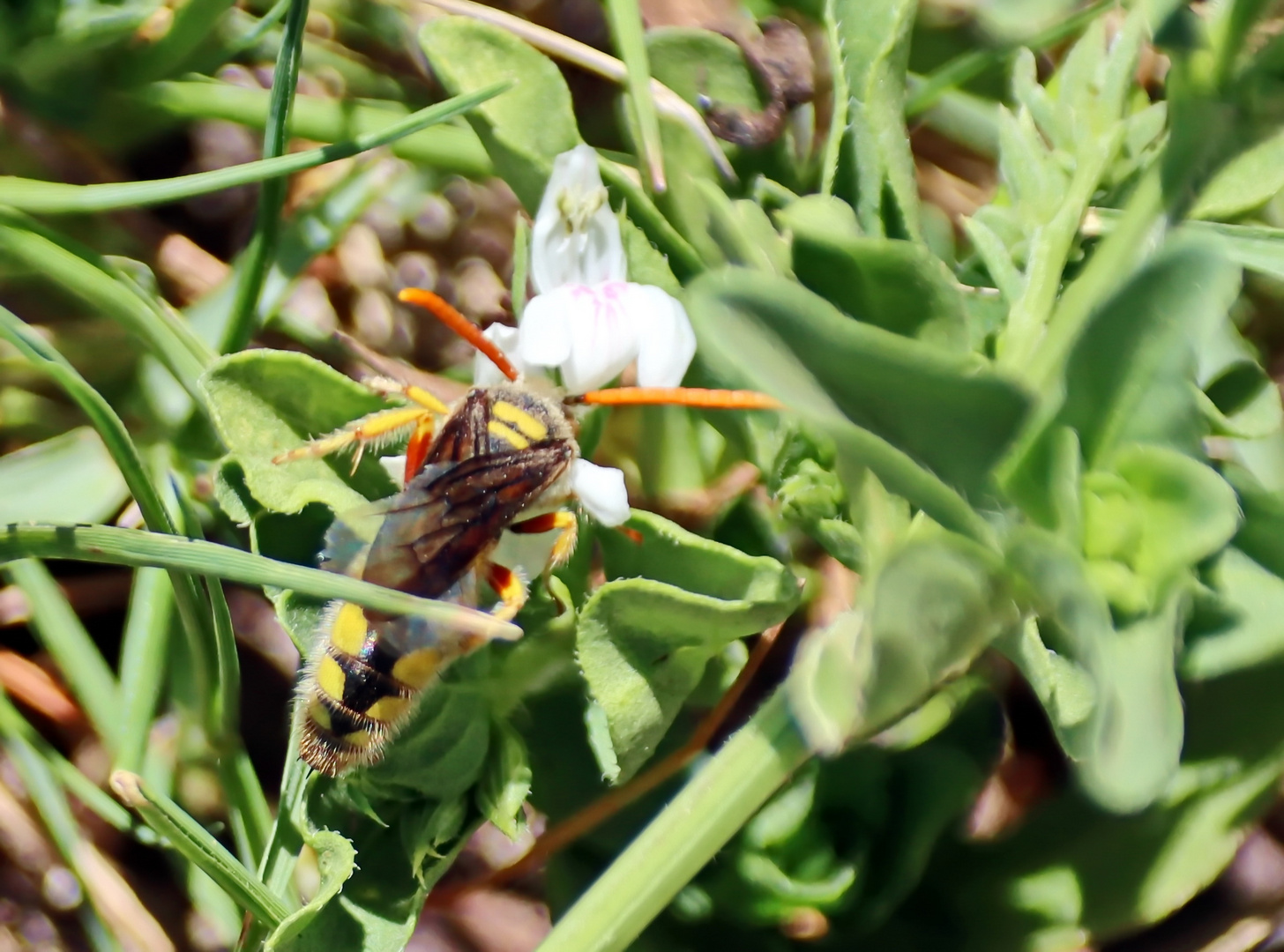 Tiphiidae Nr.1