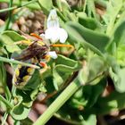 Tiphiidae Nr.2