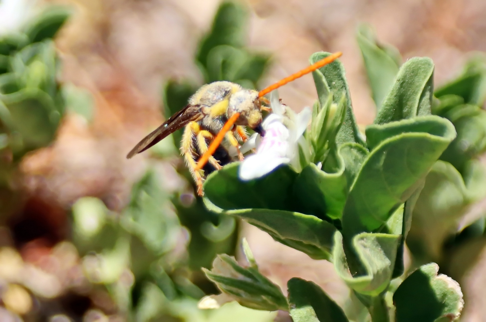 Tiphiidae Nr.3