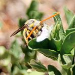 Tiphiidae Nr.3