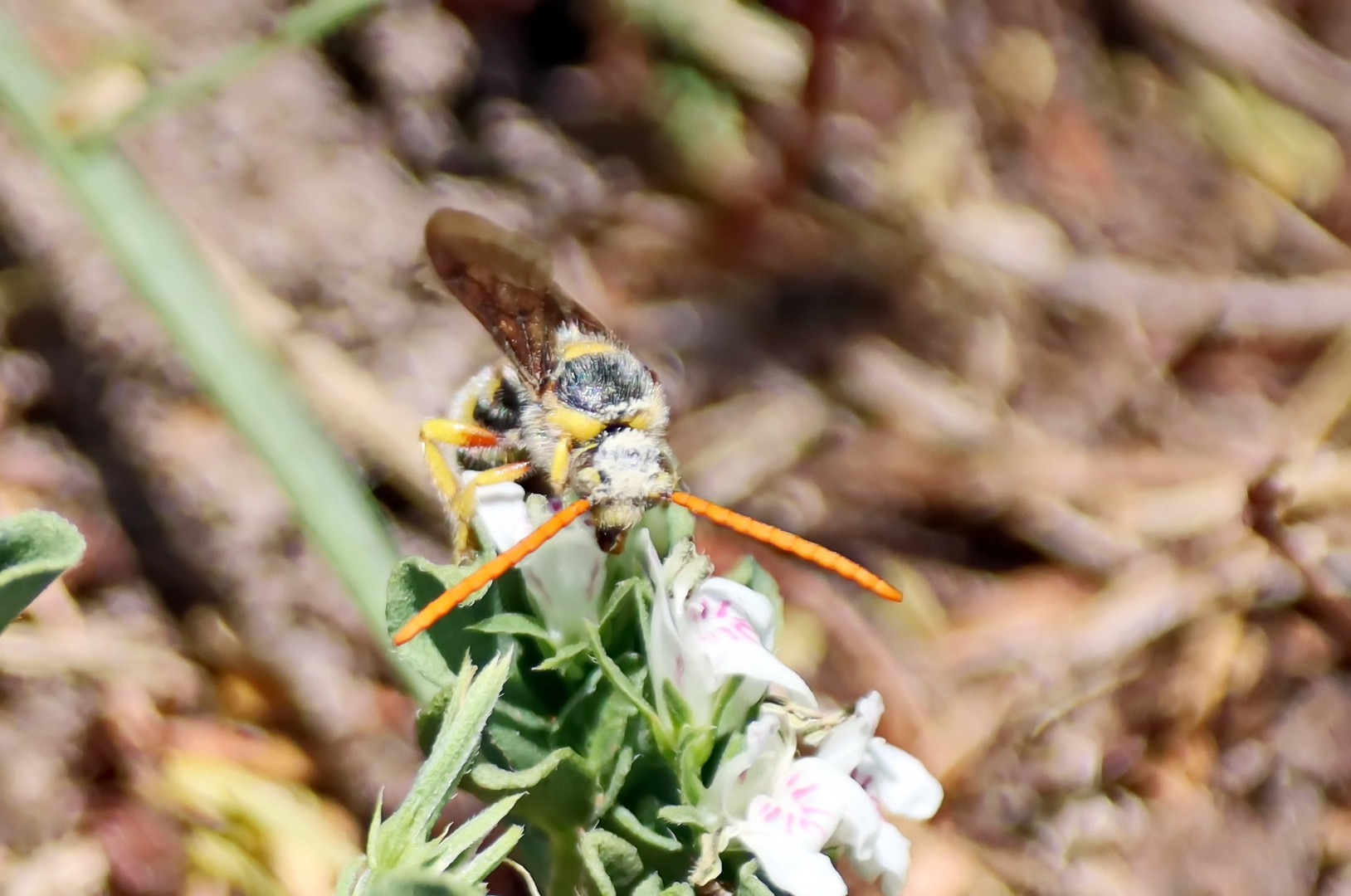 Tiphiidae Nr.4