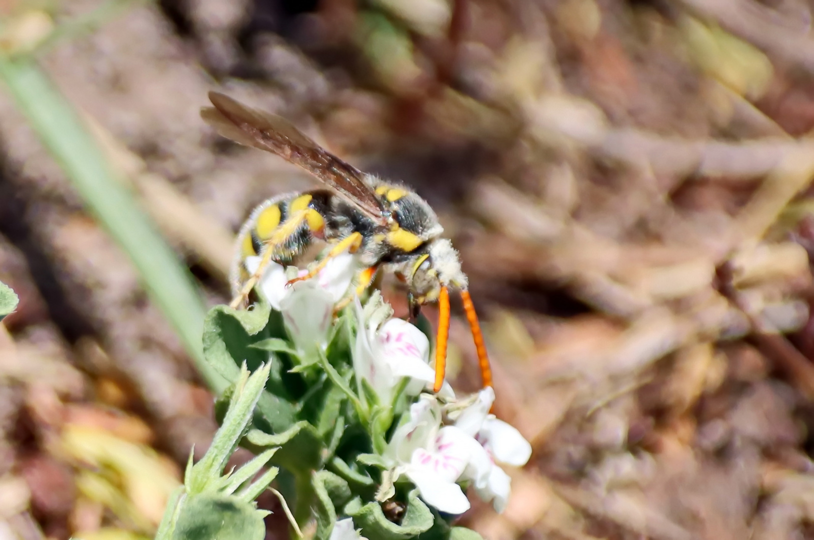 Tiphiidae Nr.5