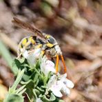 Tiphiidae Nr.5