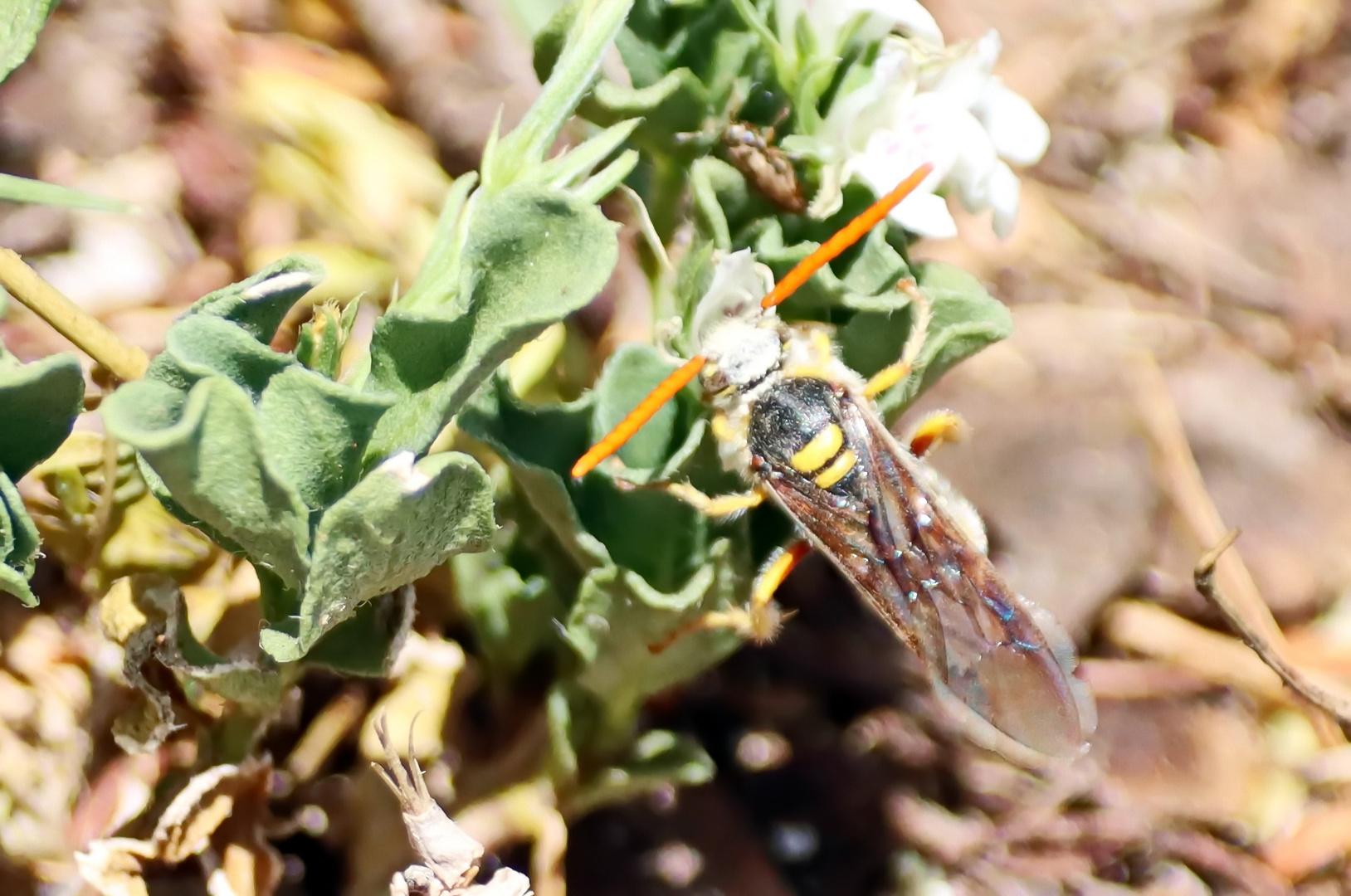 Tiphiidae Nr.7