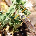 Tiphiidae Nr.7