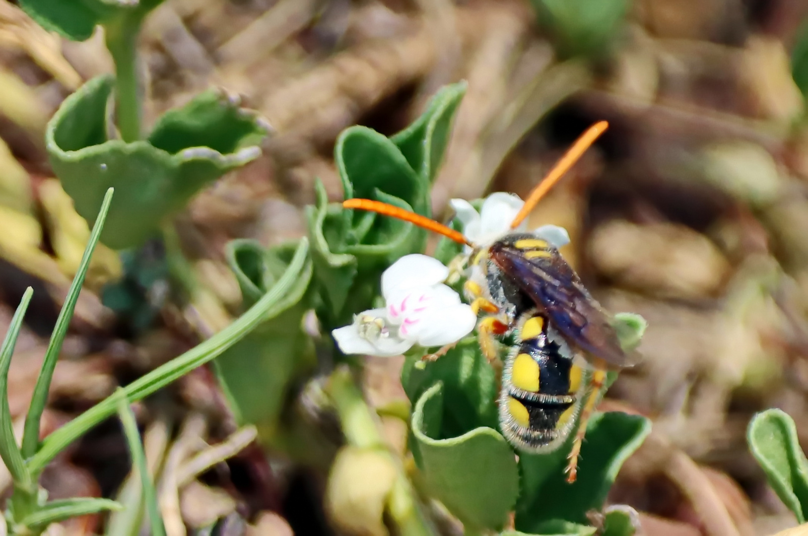 Tiphiidae Nr.8