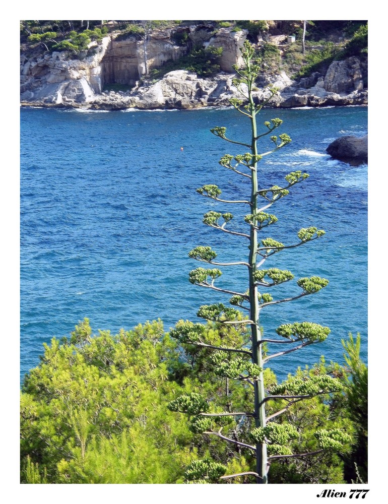 Típica cala Mallorquina