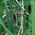 Tiplula vittata (Gefleckte Schnake)