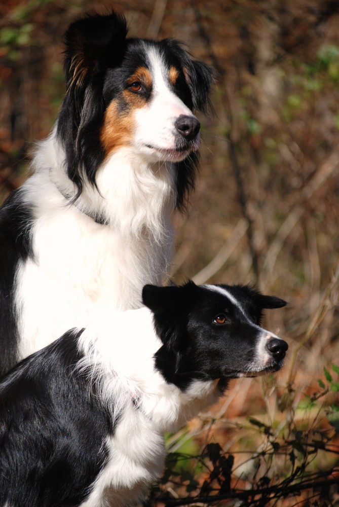 Tiponi&Nico im Herbstwald