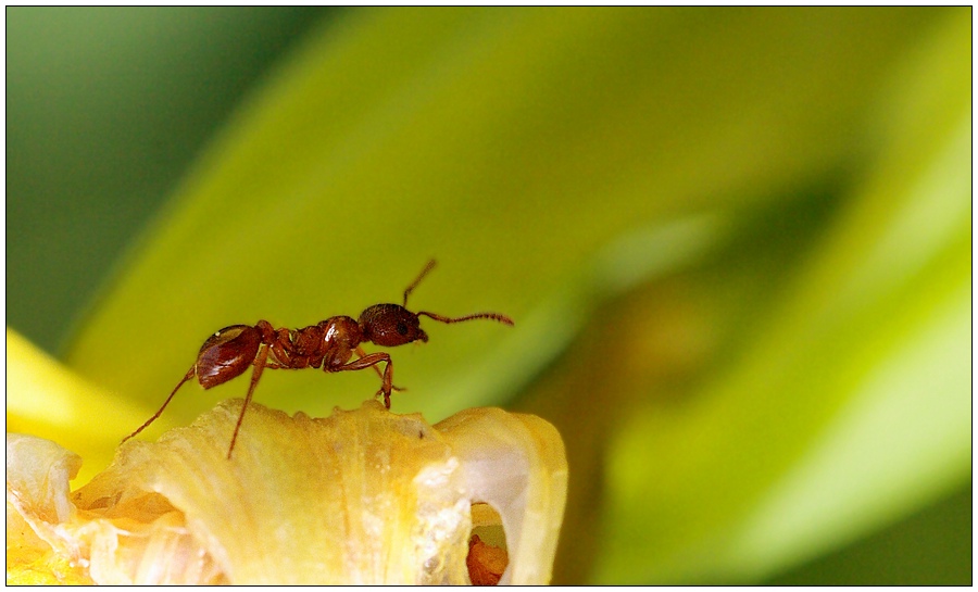 tipp für ameisenmakrofotografie erwünscht