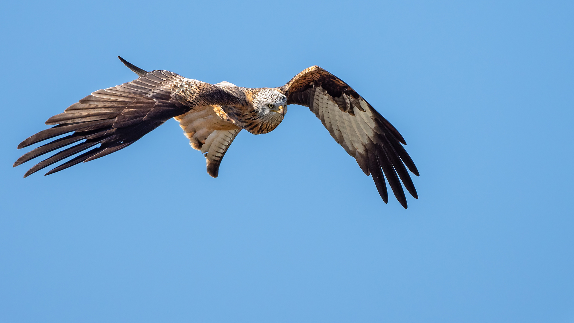 Tipp vom Rotmilan: Foto & Bild | tiere, wildlife, wild ...