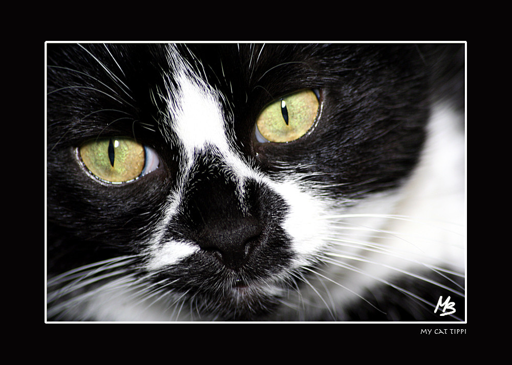 Tippi - bald im Katzenhimmel