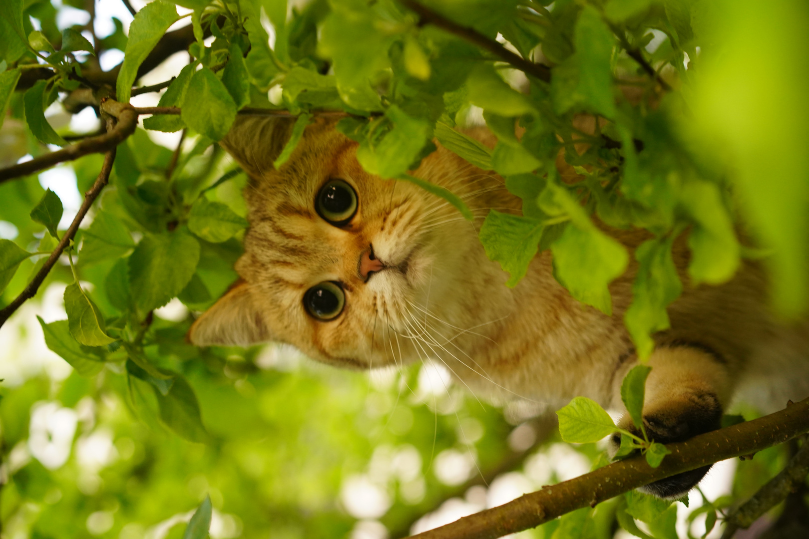 Tipsi im Baum 