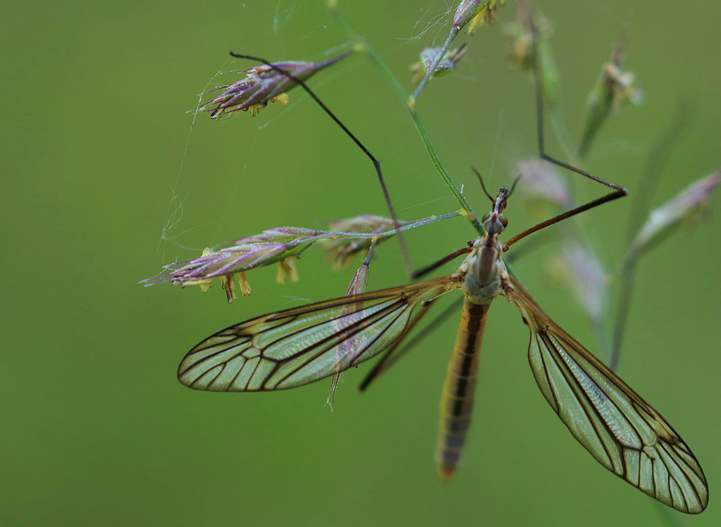 Tipula