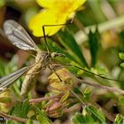 Tipula lateralis