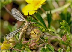 Tipula lateralis