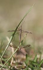 Tipula lateralis - Paarung