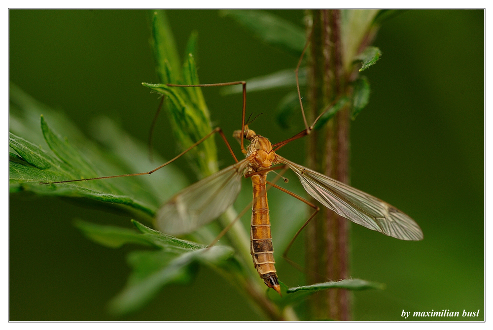 Tipula lunata