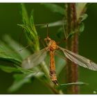 Tipula lunata