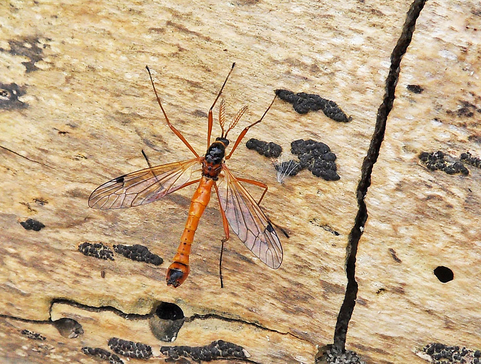 Tipula lunata Männchen