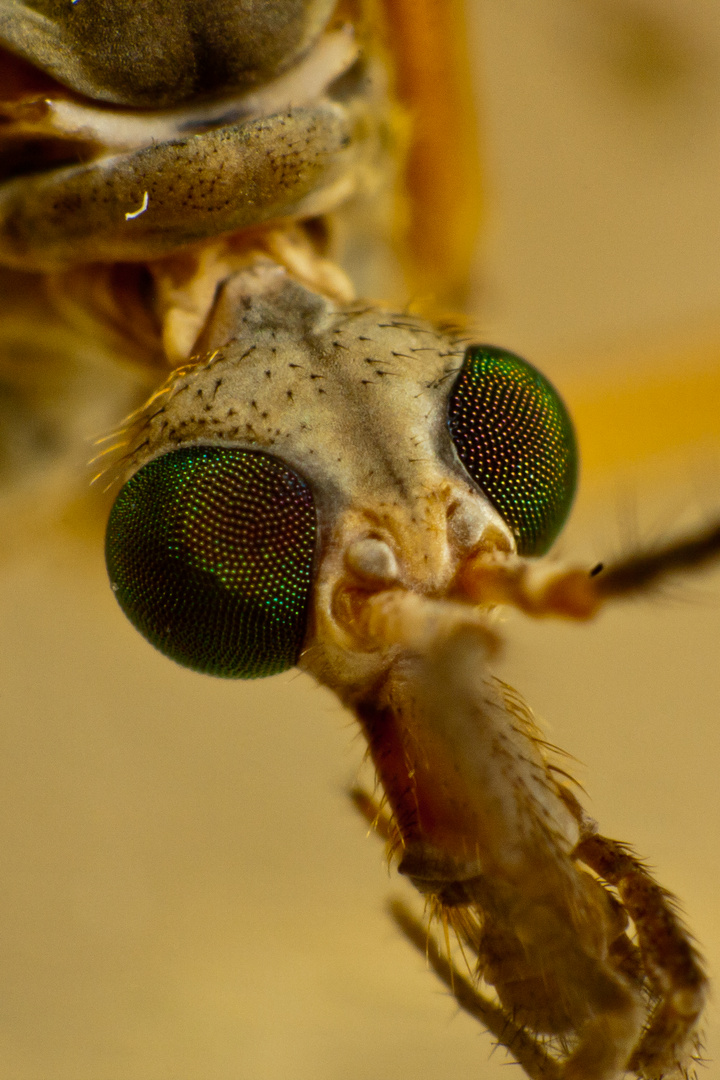 Tipula maxima - Riesenschnake