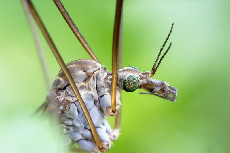 Tipula oleracea