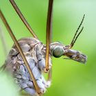 Tipula oleracea