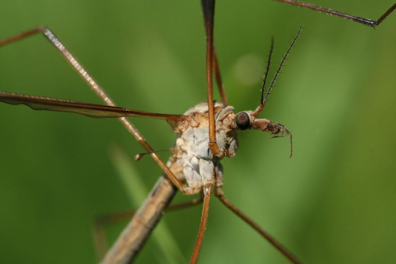 Tipula oleracea- Crane fly - Koziulka wrzywna