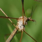 Tipula oleracea- Crane fly - Koziulka wrzywna