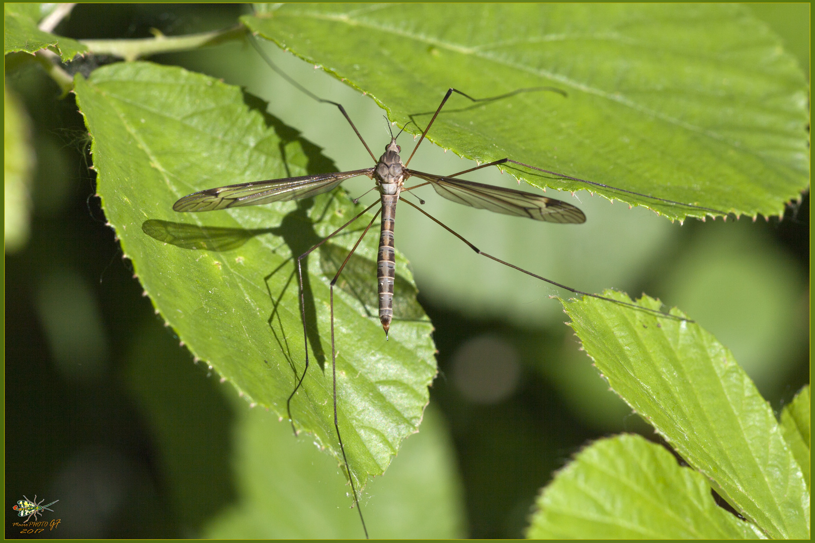 TIPULA OLERACEA femmina ( Linnaeus , 1758 )