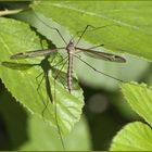 TIPULA OLERACEA femmina ( Linnaeus , 1758 )