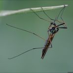 Tipula paludosa