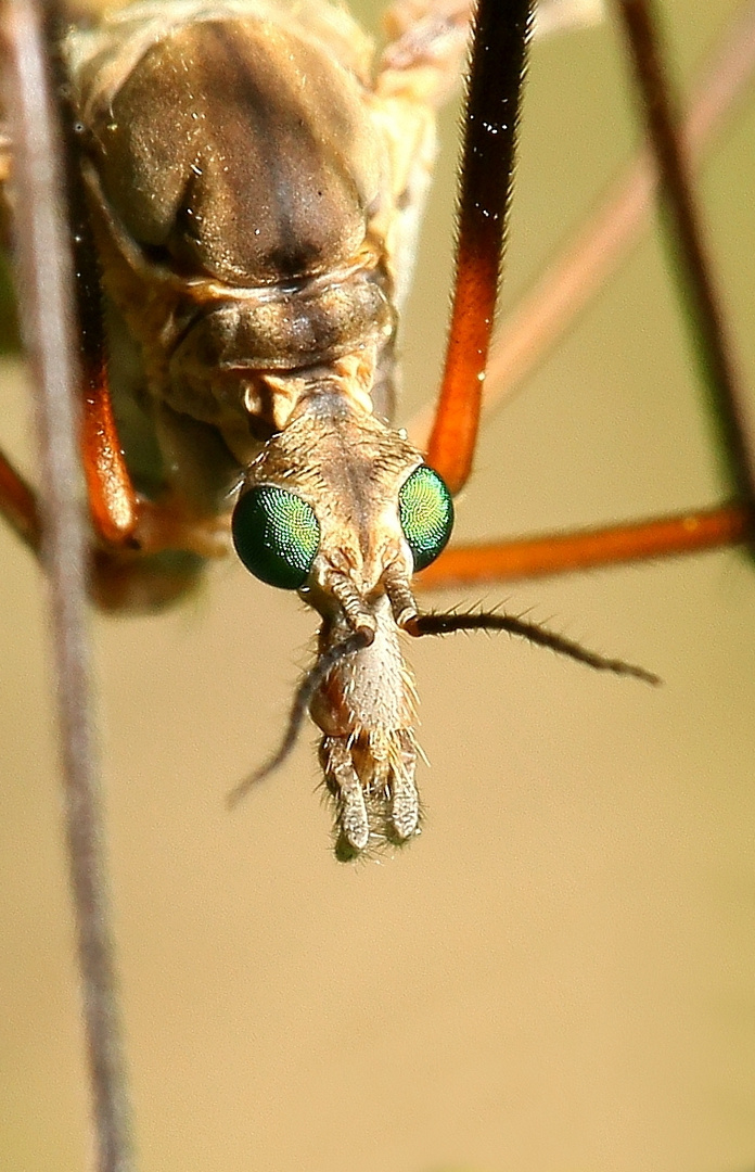 Tipula sp. , Kohlschnake Portrait