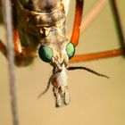 Tipula sp. , Kohlschnake Portrait