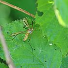 Tipula vernalis