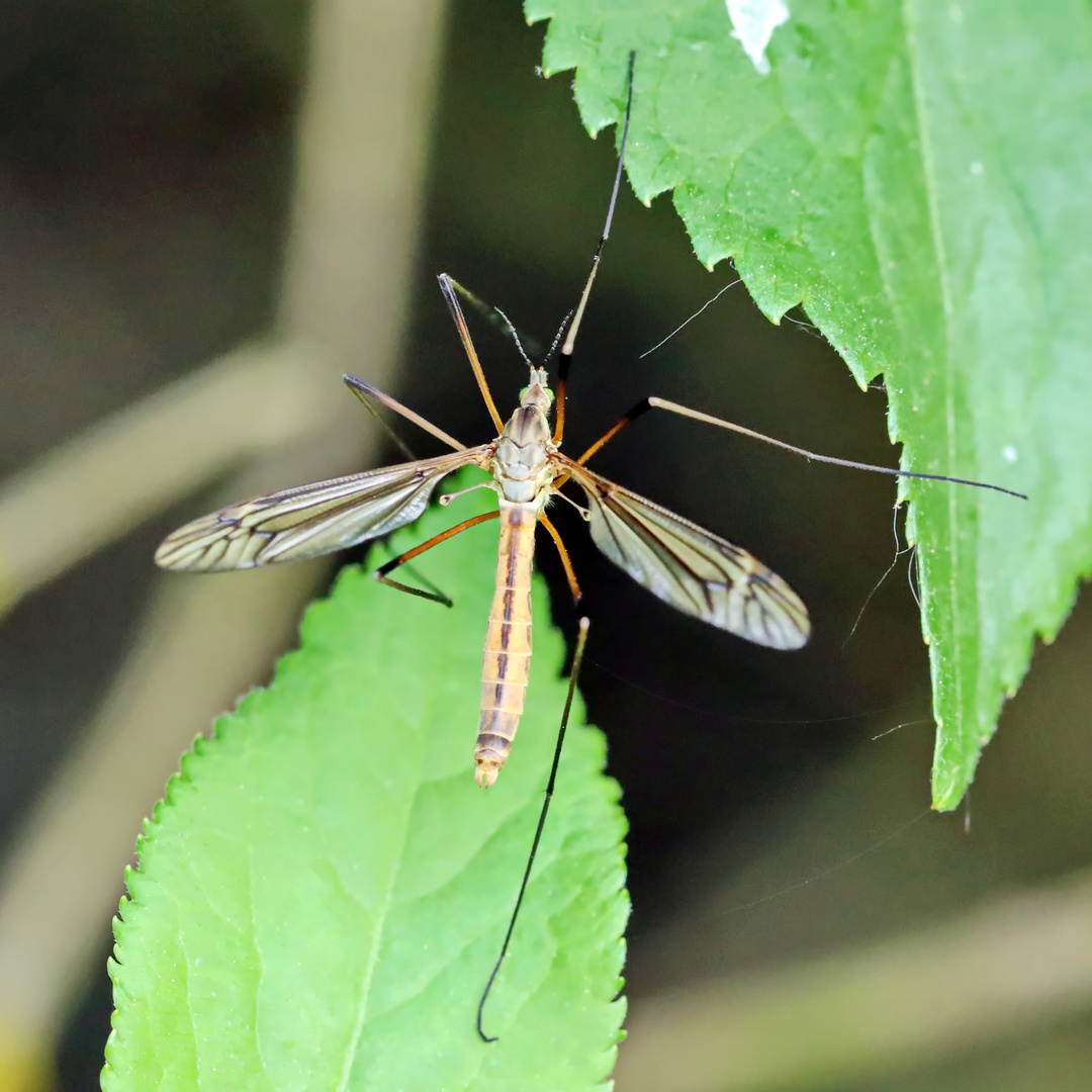  Tipula vernalis