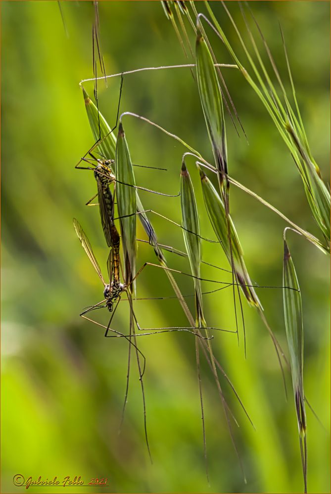 Tipula vernalis Meigen, 1804